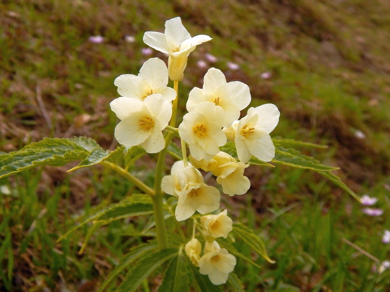 Cardamine kitaibelii / Dentaria di Kitaibel